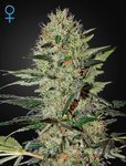 GREEN HOUSE SEEDS - Exodus Cheese Auto CBD