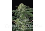 EXOTIC SEED - Jungle Fever Auto