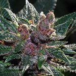 CANNABIOGEN - Pakistan Chitral Kush