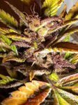 FLASH SEEDS - Purple Mazar Auto
