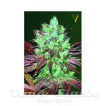 Victory Seeds - Auto NYV Diesel