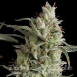 PYRAMID SEEDS - Super OG Kush
