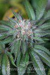 HUMBOLDT SEED - Master Kush