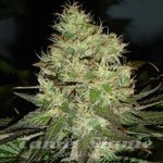 ! Jack Herer