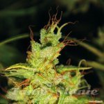 MEDICAL SEEDS - 2046