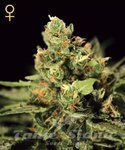 GREEN HOUSE SEEDS - Auto Big Bang