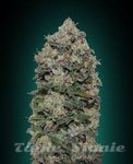 00 SEEDS BANK - Northern Lights