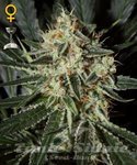 GREEN HOUSE SEEDS - Cheese