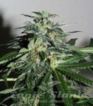 KC BRAINS - K.C. 42
