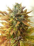 SEEDSMAN - Auto Sour Diesel Haze