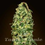 00 SEEDS BANK - Auto California Kush