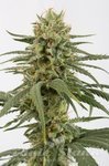DINAFEM - Amnesia CBD
