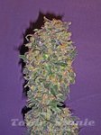 00 SEEDS BANK - Chocolate Kush