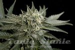 DINAFEM - Roadrunner #2 Autoflowering