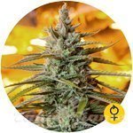 THE BULLDOG SEEDS - Northern Light Auto
