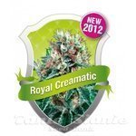ROYAL QUEEN SEEDS - Royal Creamatic Automatic