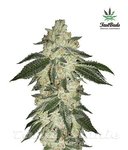 FASTBUDS - Green Crack