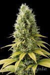 SEEDSMAN - CBD Shark Shock