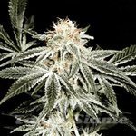 SAGARMATHA - Gardeners Choice