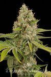 DINAFEM - Og Kush