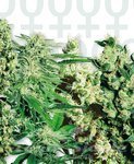 SENSI SEEDS - FEMINIZED MIX