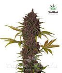 FASTBUDS - LSD-25