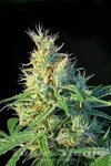 SWEET SEEDS - Psicodelicia