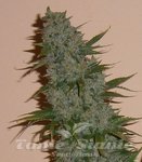 ! Dark Jack Auto