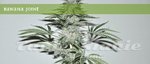 ELITE SEEDS - Banana Joint