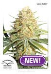 DUTCH PASSION - Lemon Zkittle
