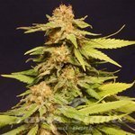 KANNABIA SEED - Big Bull
