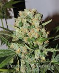 KARMA GENETICS - Fruitbowl