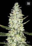 BULK SEED BANK - Auto Special Skunk
