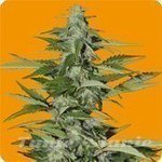 SEEDS OF LIFE - Hindiana