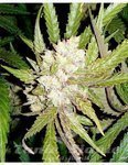 SOMA SEEDS - Sogouda