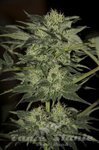 SEEDSMAN - Auto Blue