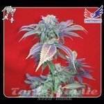 POSITRONICS - Purple Haze