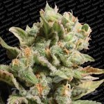 PARADISE SEEDS - Dutch Dragon