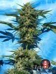 SERIOUS SEEDS - Auto White Russian