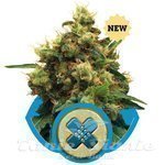 ROYAL QUEEN SEEDS - Painkiller XL CBD