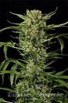 GRASS-O-MATIC - Auto Mass