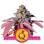 ROYAL QUEEN SEEDS - Purple Queen