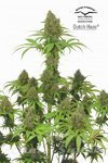 DUTCH PASSION - Dutch Haze