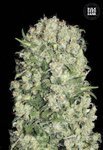 BULK SEED BANK - White Prussian