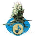 ROYAL QUEEN SEEDS - Dance World CBD