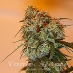 ACE SEEDS - Golden Tiger