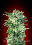 ADVANCED SEEDS - Auto Kaya 47