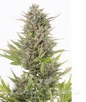 DINAFEM - Critical + Autoflowering CBD