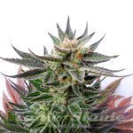 KANNABIA SEED - LOL