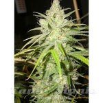 LOUD SEEDS - Dementia